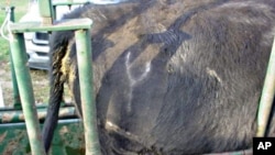 The white 'Y' with two lines under it shows that this cow came from rancher Gil Nitsch's herd.
