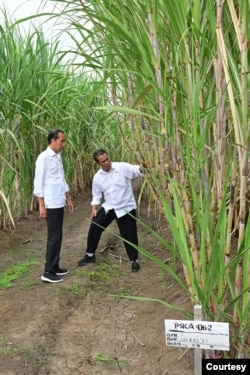 Presiden Joko Widodo dan Menteri Pertanian Andi Amran Sulaiman di lahan tebu Merauke, Papua Selatan. (Foto: dok Setpres)