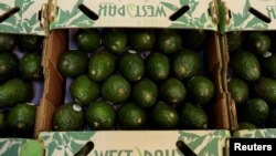 FILE - Avocados are seen at a packaging warehouse of La Joya de los Magueyes plantation in Tancitaro, in Michoacan state, Mexico, Jan. 28, 2017.