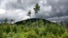 Mountain Forests Vanishing: Study