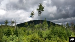 FILE - A forest grows back beneath a few uncut white pines near Soubunge Mountain in northern Maine, Aug. 5, 2015. 