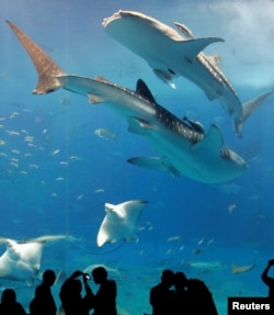 FILE - Whale sharks swim with other fish as visitors look on in a fish tank with the world's largest glass acrylic window at the Okinawa Churaumi Aquarium in Motobu town on the southern Japanese island of Okinawa February 10, 2007. (REUTERS/Issei Kato)