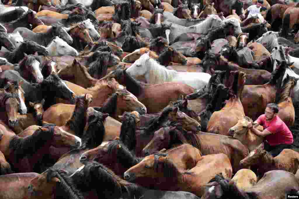 A reveler tries to hold on to a wild horse during the &quot;Rapa Das Bestas&quot; traditional event in the Spanish northwestern village of Sabucedo. On the first weekend of the month of July, hundreds of wild horses are rounded up, trimmed and groomed in different villages in the Spanish northwestern region of Galicia.