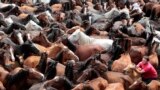 A reveler tries to hold on to a wild horse during the &quot;Rapa Das Bestas&quot; traditional event in the Spanish northwestern village of Sabucedo. On the first weekend of the month of July, hundreds of wild horses are rounded up, trimmed and groomed in different villages in the Spanish northwestern region of Galicia.