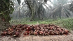 Palm Oil Giant Accused of Using Child Labor