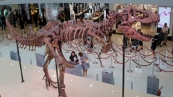 The 12 meter (39 foot) long dinosaur fossil of Tyrannosaurus rex, TAD (The American Dragon), discovered in Hardy County, South Dakota is displayed at a shopping mall in Hong Kong, Thursday, June 7, 2018. (AP Photo/Kin Cheung)