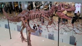 The 12 meter (39 foot) long dinosaur fossil of Tyrannosaurus rex, TAD (The American Dragon), discovered in Hardy County, South Dakota is displayed at a shopping mall in Hong Kong, Thursday, June 7, 2018. (AP Photo/Kin Cheung)