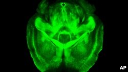 La imagen de laboratorio proporcionada por el doctor Karl Deisseroth muestra un cerebro de ratón visto de forma tridimensional.