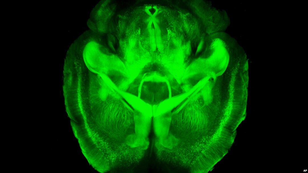 La imagen de laboratorio proporcionada por el doctor Karl Deisseroth muestra un cerebro de ratón visto de forma tridimensional.