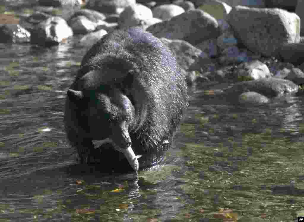 خرس سیاهی در حال خوردن ماهی سالمونی است که از یک دریاچه در کالیفرنیا شکار کرد.