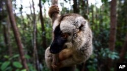 Seekor pukang di Taman Nasional Mantadia, Madagaskar. Pukang adalah salah satu spesies primata yang terancam punah. (AP/Jerome Delay)
