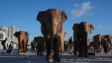 People walk around an installation of life-size elephants in advance of Art Basel, Nov. 26, 2024, in Miami Beach, Florida. 