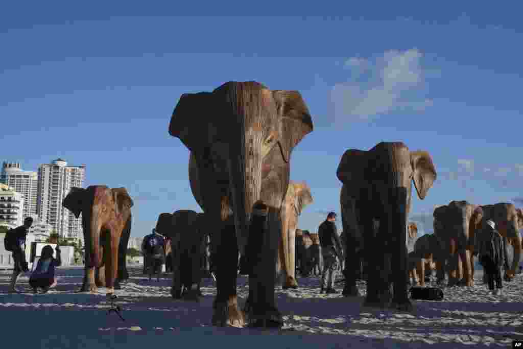 People walk around an installation of life-size elephants in advance of Art Basel in Miami Beach, Florida.