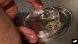 Su equipo creó una gelatina transparente que contiene proteínas extracelulares de la matriz, con elasticidad similar al tejido uterino.