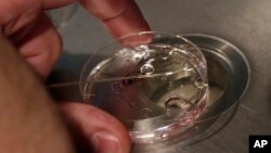 FILE - An embryologist demonstrates fertilization techniques at a clinic in New York, Oct. 3, 2013. In work published Monday, scientists moved closer to creating artificial embryos.