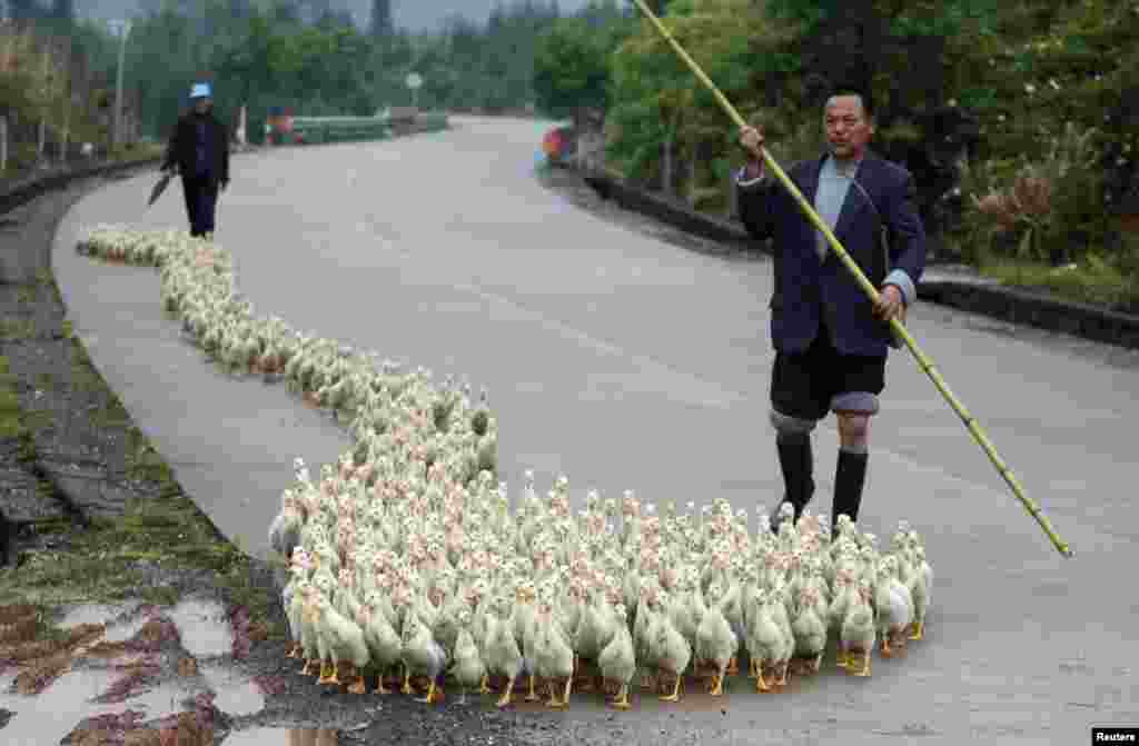 A breeder, whose business has been affected by the H7N9 bird flu virus, walks his ducks along a road in Changzhou county, Shandong province, China, Apr. 24, 2013.
