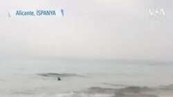 Mavi Köpekbalığı Sahilde Panik Yarattı