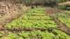 women in agriculture mekelle