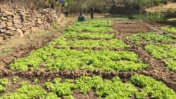 Quand les Guinéennes de la ville se mettent à l'agriculture