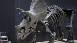 A triceratops skeleton at the National Science Museum in Tokyo in June