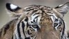 Thailand Uses Technology, Rangers to Protect Wild Tigers
