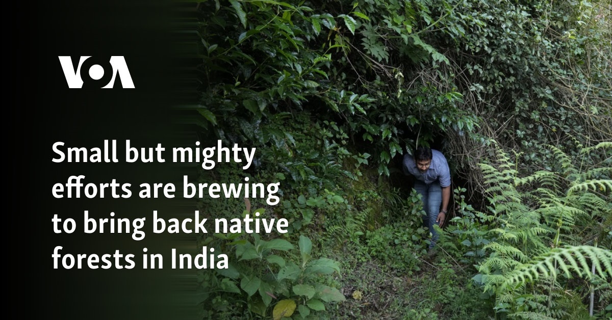 Small but mighty efforts are brewing to bring back native forests in India