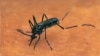 Hỏi đáp Y học: Ruồi muỗi có giúp truyền bệnh Ebola hay không?