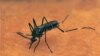 Les Amériques, menacées par le virus chikungunya