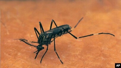 Un Phasme Decouvert En Chine Declare Plus Long Insecte Au Monde