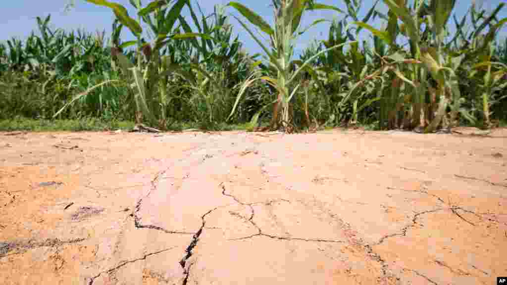 The ground is cracked at the edge of a corn field near England, Arkansas, where oppressive heat is affecting crops.