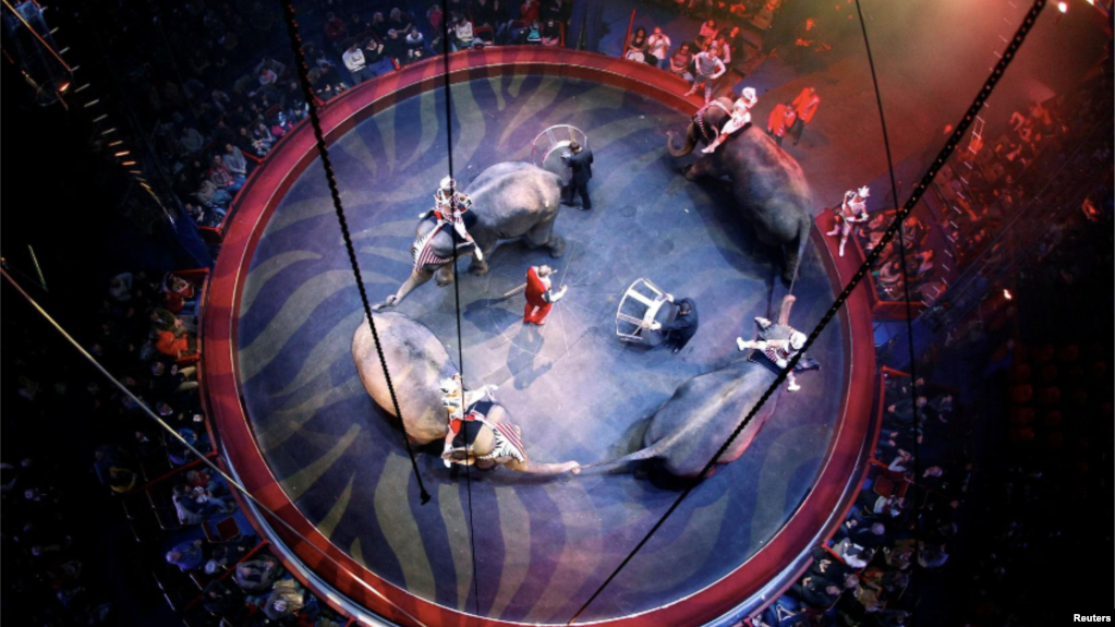 In this file photo, John Vernuccio of Italy and his elephants perform during the ‘History’ show at the Arlette Gruss Circus in Bordeaux, February 4, 2014. (REUTERS/Regis Duvignau)