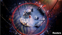 In this file photo, John Vernuccio of Italy and his elephants perform during the ‘History’ show at the Arlette Gruss Circus in Bordeaux, February 4, 2014. (REUTERS/Regis Duvignau)