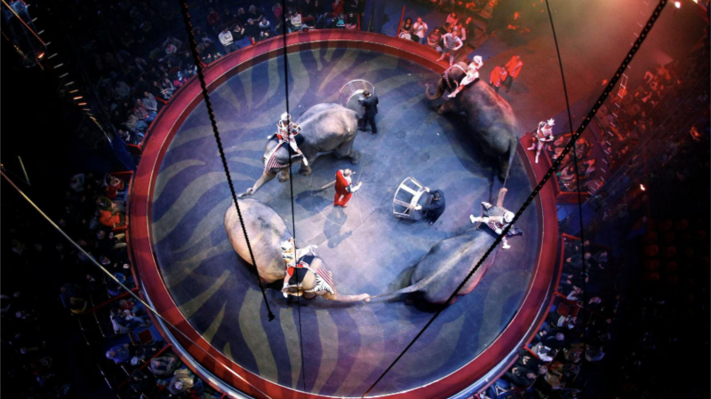 France to Ban Wild Animals from the Circus