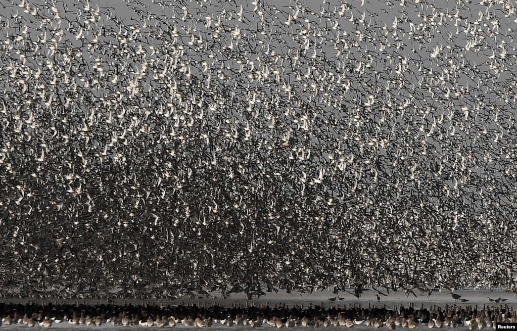 Miles de aves vuelan sobre bancos de arena durante la marea más alta del mes en el estuario de The Wash, cerca de Snettisham en Norfolk, Gran Bretaña, el 10 de octubre de 2017.