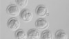 Ilmuwan AS Ekstrak Sel Induk dari Embrio Manusia Hasil Kloning