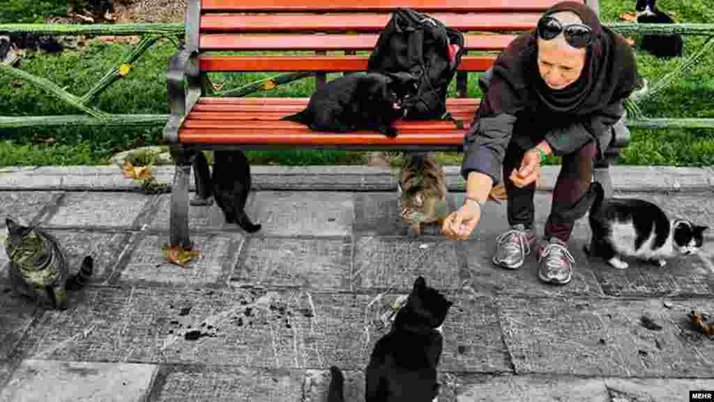 زنی در یکی از پارک های تهران به گربه های گرسنه غذا می دهد. عکس: محمد مهیمنی، مهر