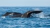 Stray Whale's Death in Japan Raises Questions About Cause, Cost of Disposal 