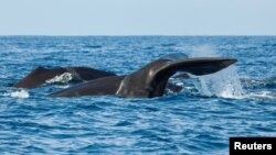 FILE - Sperm whales are seen off the coast of Sri Lanka, March 29, 2013. A whale that died in February 2024 after becoming stranded in Osaka Bay, Japan, will be buried until it becomes naturally skeletonized, Japanese officials said.