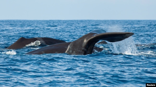FILE - Sperm whales are seen off the coast of Sri Lanka, March 29, 2013. A whale that died in February 2024 after becoming stranded in Osaka Bay, Japan, will be buried until it becomes naturally skeletonized, Japanese officials said.