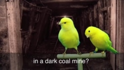 一分钟美语 Canary in a coal mine