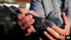 Pigeon breeder champion   Frans Bungeneers holds 1  of his pigeons successful  Ranst, Belgium, Jan. 13, 2025.