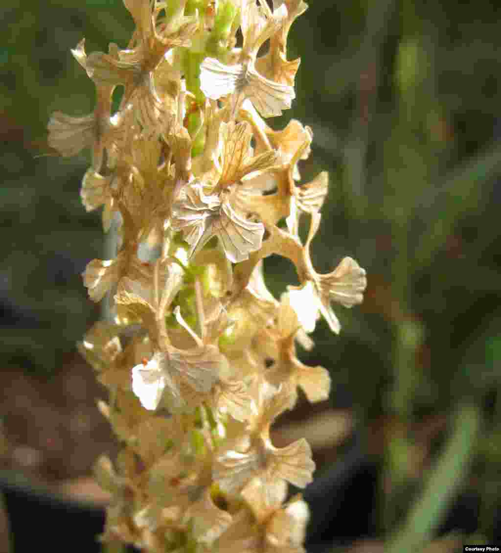 Tanaman langka Rumex rothschildianus yang tumbuh di bukit pasir di pesisir yang paling padat penduduknya di Israel. (Tel Aviv University Botanical Garden)