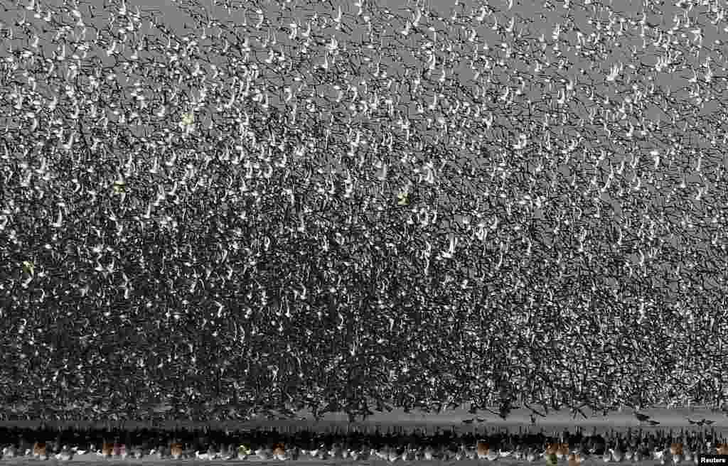 Thousands of wading birds form a murmuration as they fly onto dry sandbanks during the month&#39;s highest tide at The Wash Estuary, near Snettisham in Norfolk, Britain.