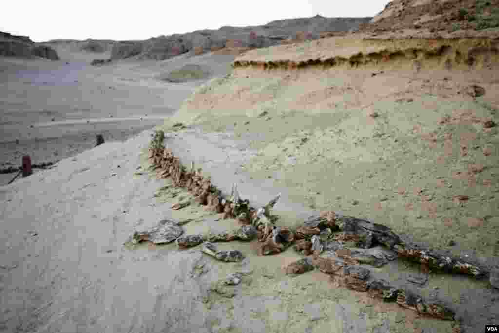 Sunrise exposes ancient whale bones in the Valley of Whales, in Fayoum, Egypt, Aug. 12, 2017. (H. Elrasam/VOA)