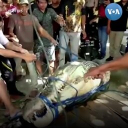 Indonesia bắt cá sấu dài 5 mét