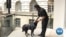 Top Honor For Hero Dog That Stopped White House Attack