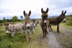 FILE - Donkeys stand Peter Gallagher's farm in Belcoo, Northern Ireland.