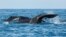 FILE - The fluke of a sperm whale sticks out of the sea as it dives among other resting whales off the coast of Mirissa, in southern Sri Lanka, March 29, 2013.