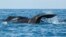 FILE - Sperm whales are seen off the coast of Sri Lanka, March 29, 2013. A whale that died in February 2024 after becoming stranded in Osaka Bay, Japan, will be buried until it becomes naturally skeletonized, Japanese officials said.
