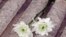 jasmine_flowers